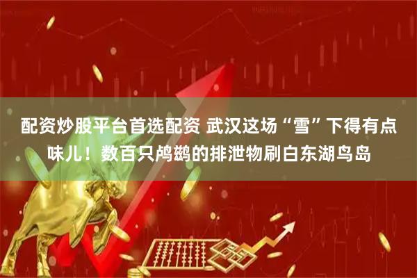 配资炒股平台首选配资 武汉这场“雪”下得有点味儿！数百只鸬鹚的排泄物刷白东湖鸟岛